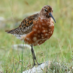 Curlew Sandpiper